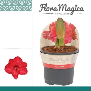 HIPPEASTRUM HOT PINK P13