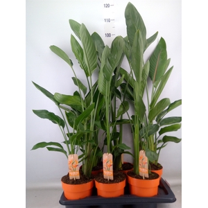 Strelitzia reg.   ...no flowers