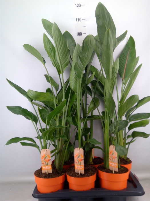 <h4>Strelitzia reg.   ...no flowers</h4>