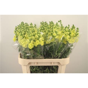 Antirrhinum Nl. Ho Double Yellow