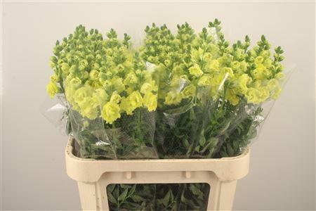 <h4>Antirrhinum Nl. Ho Double Yellow</h4>