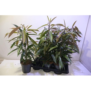 arr8 Fic Bin Amstel King