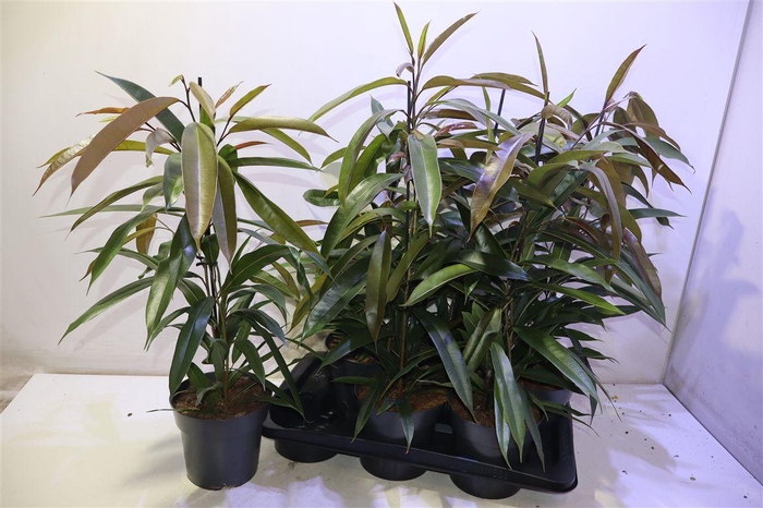 <h4>arr8 Fic Bin Amstel King</h4>