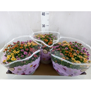 Chrysanthemum   ..mix/pot