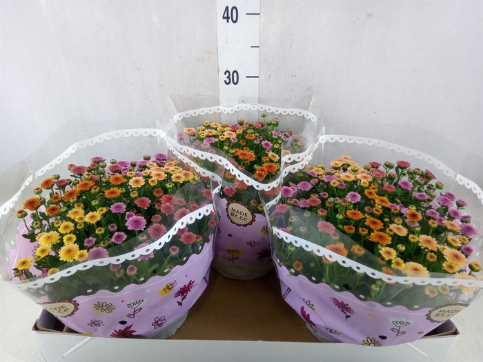 <h4>Chrysanthemum   ..mix/pot</h4>