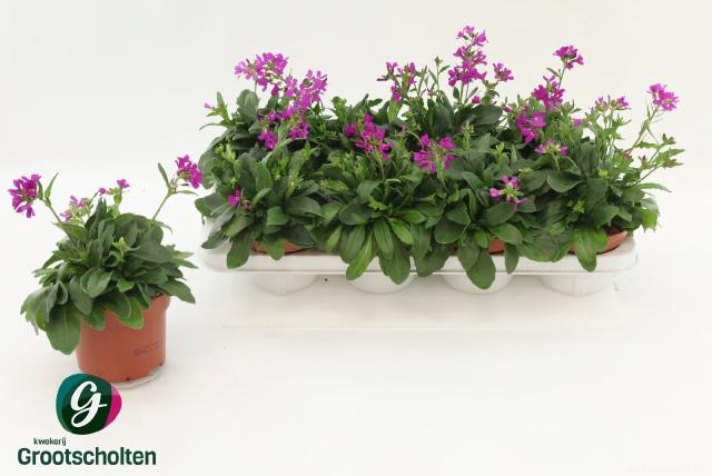 <h4>ARABIS C ROSEA</h4>