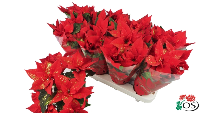 <h4>Euphorbia Mars red Glitters goud vertakt met hoes en</h4>