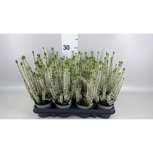 Calluna vulg. 'Beauty L Verenka'