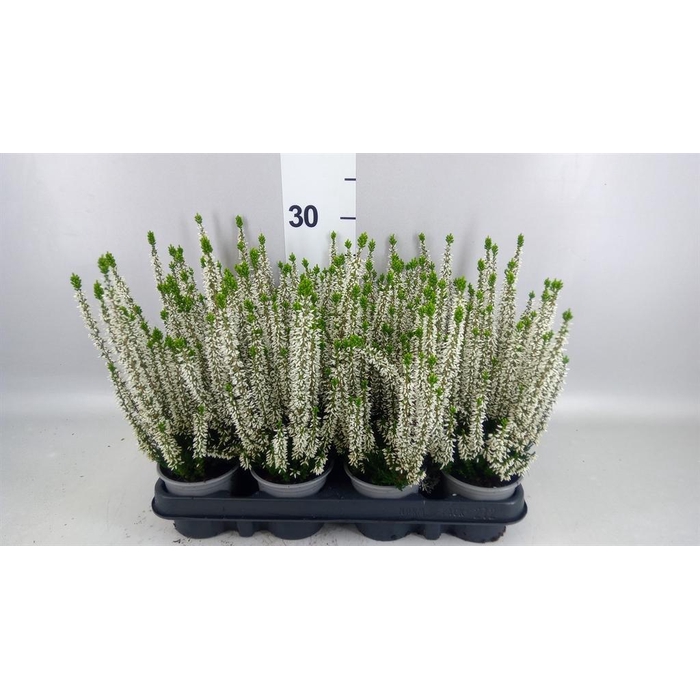 <h4>Calluna vulg. 'Beauty L Verenka'</h4>