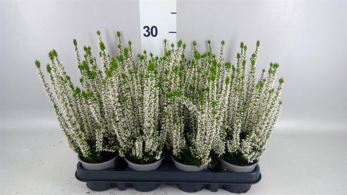 Calluna vulg. 'Beauty L Verenka'