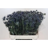 Eryngium Blue Dynamite