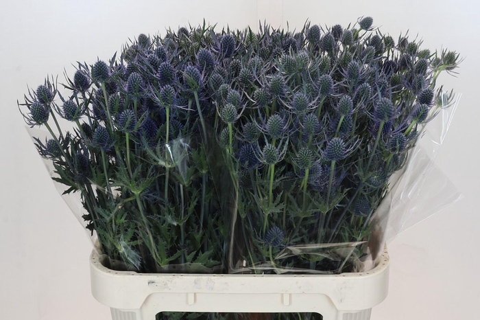 Eryngium Blue Dynamite