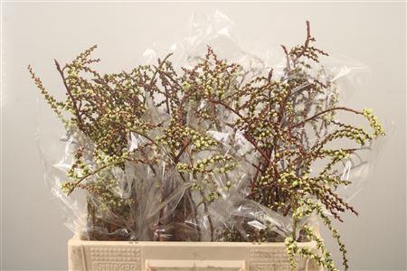 <h4>Stachyurus</h4>