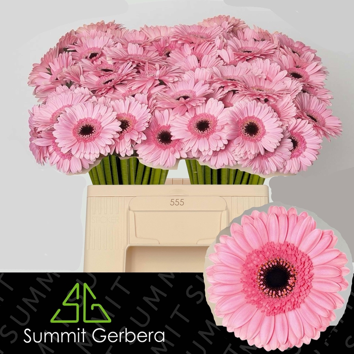 <h4>GE MI PETTICOAT</h4>