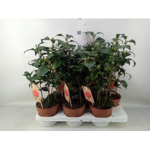 Camellia   ...mix 3