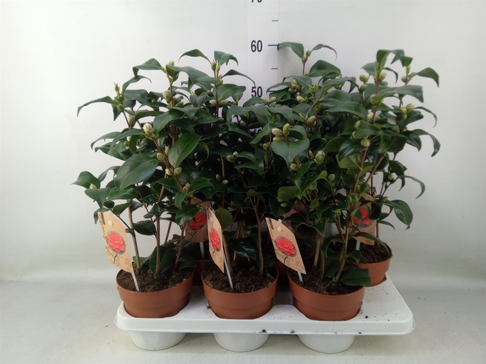 <h4>Camellia   ...mix 3</h4>