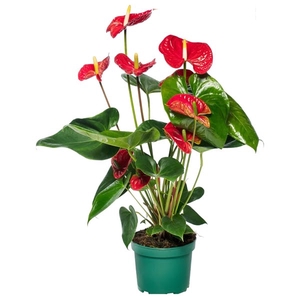 Anthurium Madural 17cm