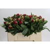 Paeonia Diana Parks