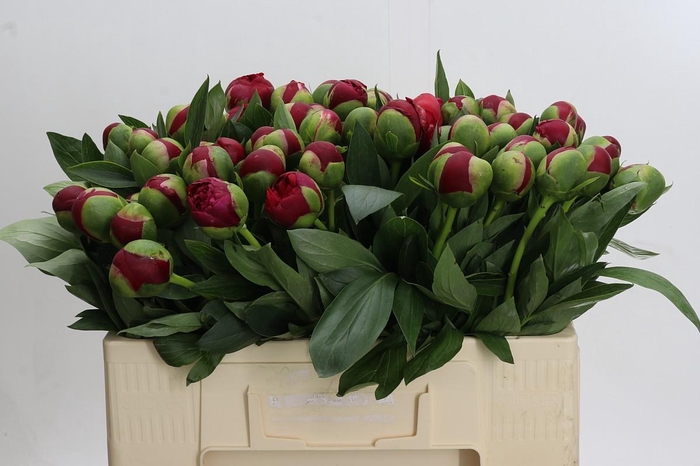 <h4>Paeonia Diana Parks</h4>
