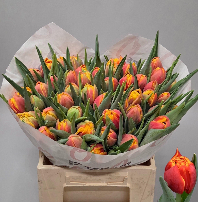 <h4>TU DU THUNDERBALL</h4>