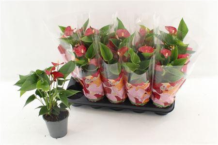 <h4>Anthu An Micra 3-4+</h4>