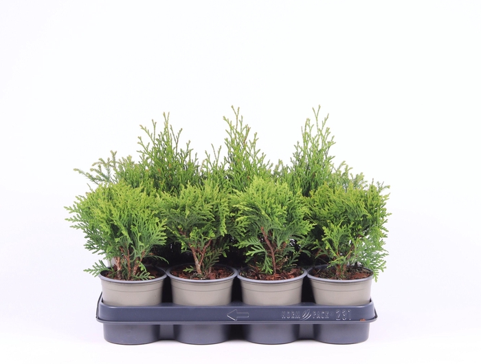<h4>Thuja gemengde bak</h4>