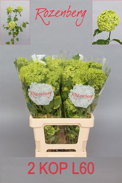 <h4>Viburnum Roseum St</h4>