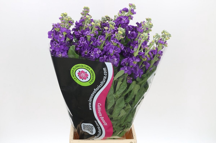 <h4>Matthiola Iron Purple</h4>