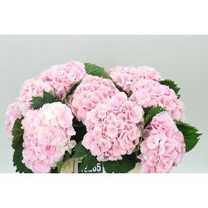 Hyd Lolly Pop Pink Pale