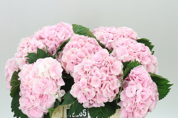 <h4>Hyd Lolly Pop Pink Pale</h4>