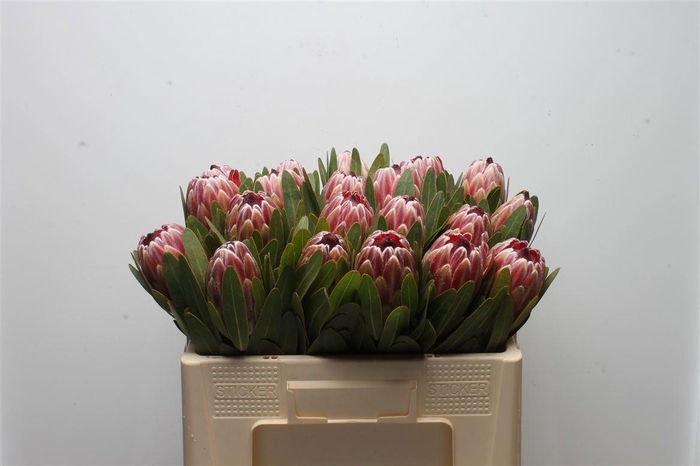 <h4>PROTEA PINK ICE</h4>