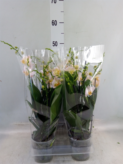 <h4>Phalaenopsis  'San Juan'</h4>