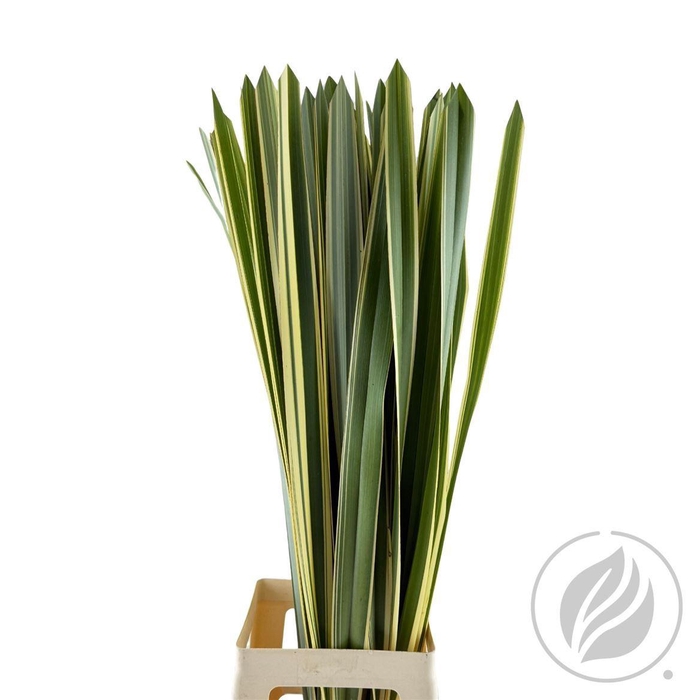 <h4>Phormium Bont</h4>