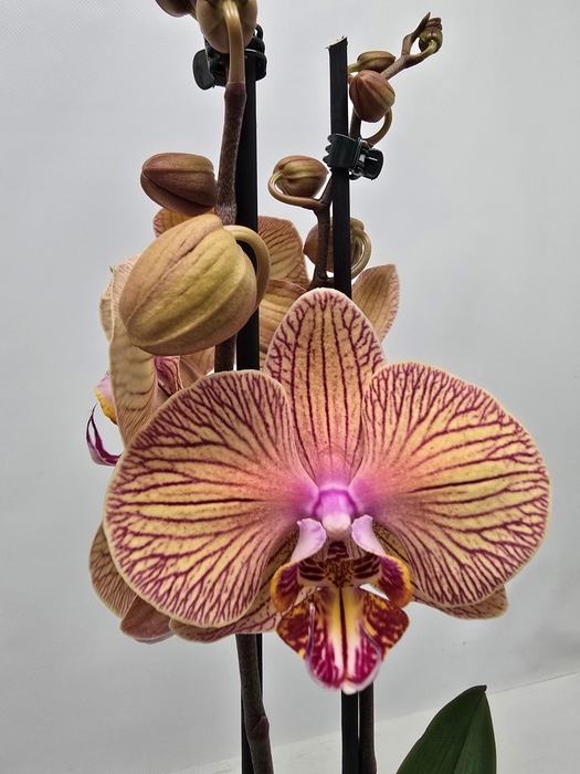 <h4>Limited 14 week 7</h4>