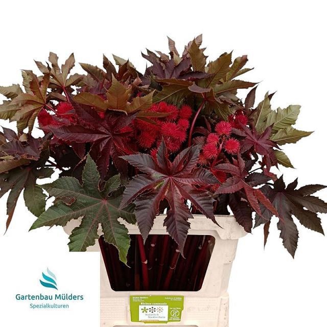 <h4>RICINUS COM IMPALA</h4>