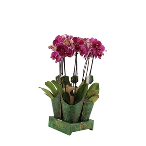 Signature Golden Nature Cover Phal Sally 2T16+