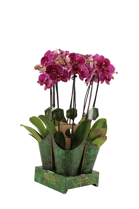 <h4>Signature Golden Nature Cover Phal Sally 2T16+</h4>