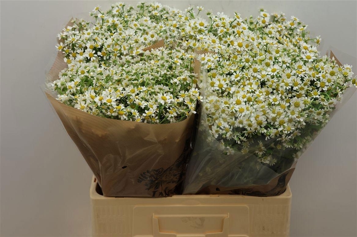 <h4>TANA PA CAMERON</h4>