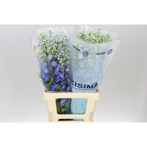 Delph El Guardian Blue