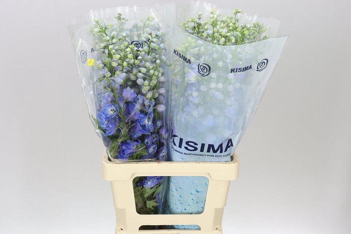 <h4>Delph El Guardian Blue</h4>