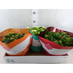 Kalanchoe blos.   ..mix 4