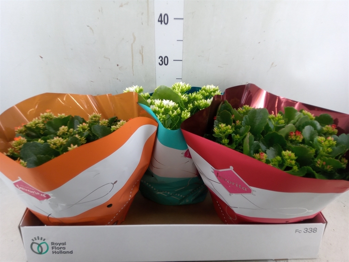 <h4>Kalanchoe blos.   ..mix 4</h4>