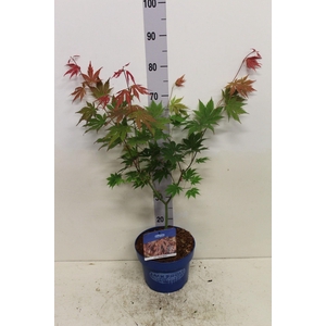 Acer North Wind P23 potgekweekt