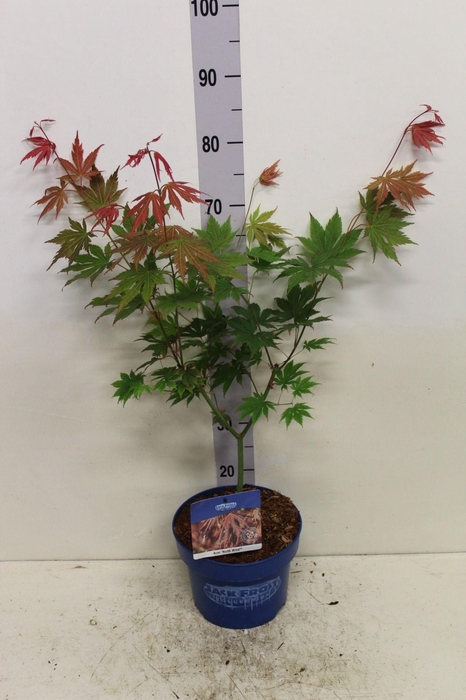 <h4>Acer North Wind P23 potgekweekt</h4>