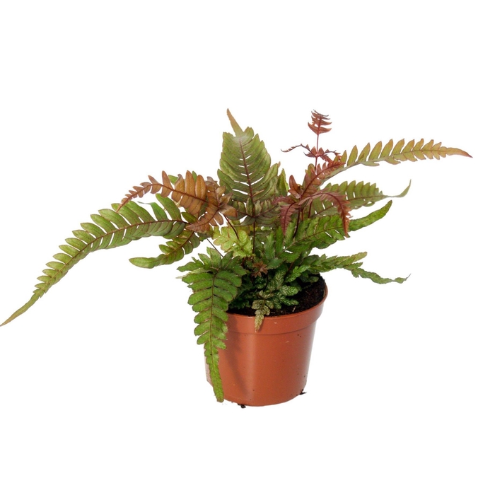 <h4>Pteris Quadriaurita 'Tricolor'</h4>