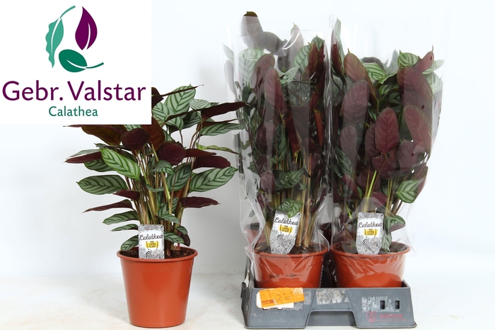 <h4>CTENANTHE COMPACTSTA</h4>