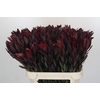 Leucadendron Saf Sunset Dark R.