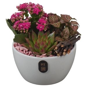 Arrangementen kamerplanten keramiek PTIB5150