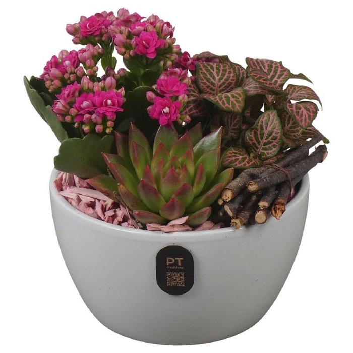 Arrangementen kamerplanten keramiek PTIB5150