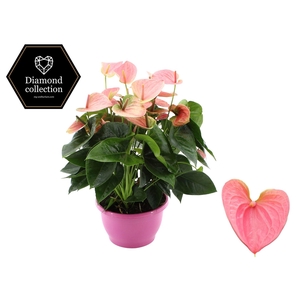Anthurium 25 cm Sweet Dream in Marly plastic bowl